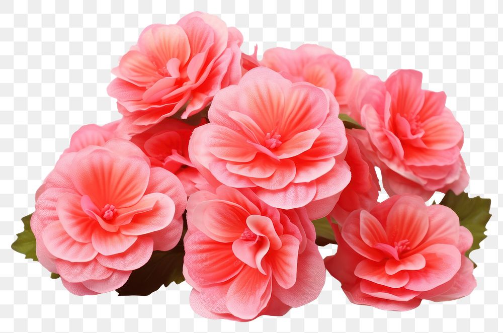 PNG Pink begonia flowers petal plant rose. 