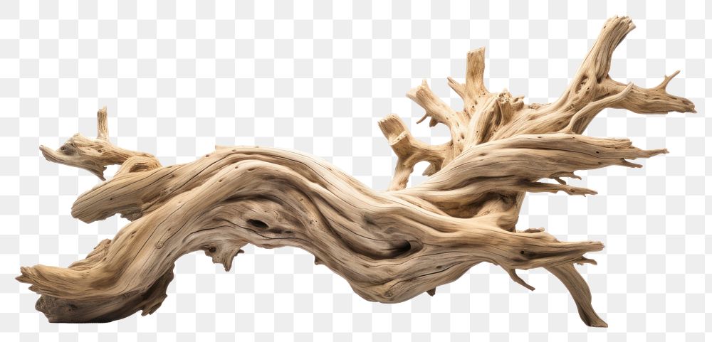 PNG Driftwood white background twisted branch. 