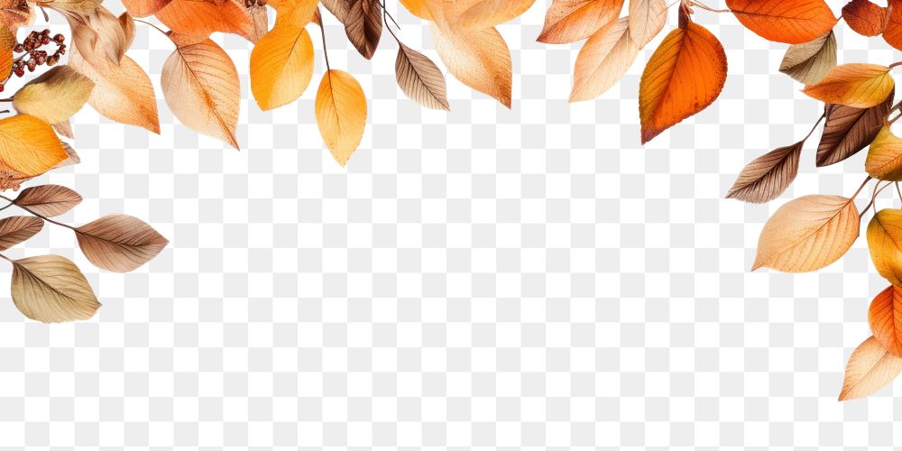 PNG Autumn ornament backgrounds plant leaf. AI generated Image by rawpixel.