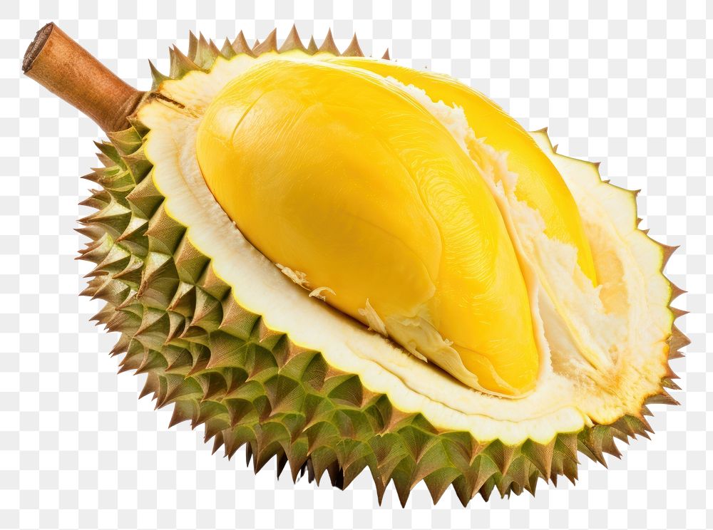 PNG Durian fruit plant food