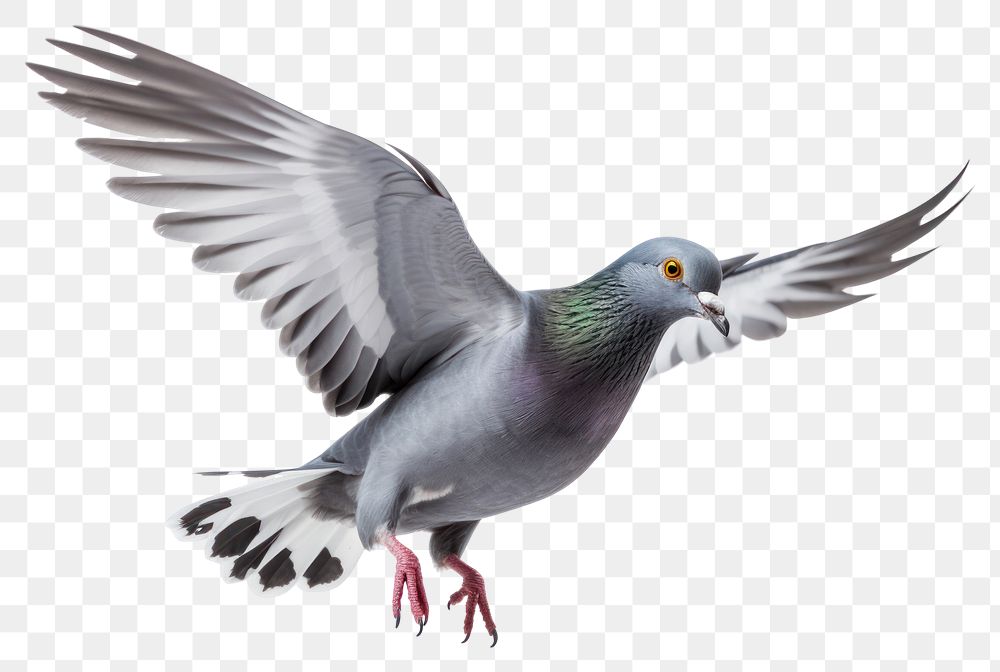 PNG Pigeon animal flying bird. 