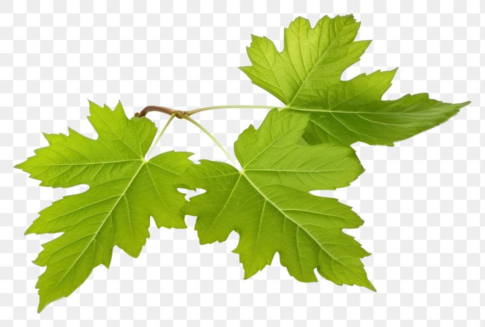 PNG  Grape leaves branch plant leaf. AI generated Image by rawpixel.