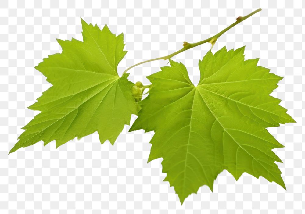 PNG Grape leaves branch maple plant. 