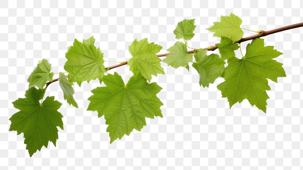 PNG  Grape leaves branch plant green. AI generated Image by rawpixel.
