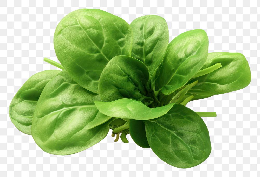 PNG Spinach vegetable plant food. 