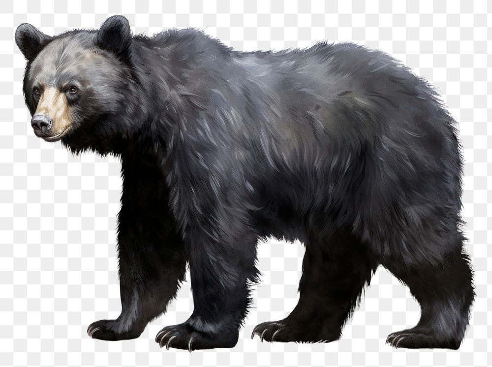 PNG Black bear wildlife mammal animal. 