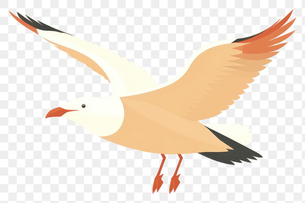 PNG Seagull flying animal bird. 