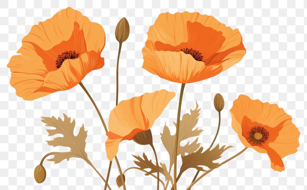 PNG California poppy flower plant inflorescence. AI generated Image by rawpixel.