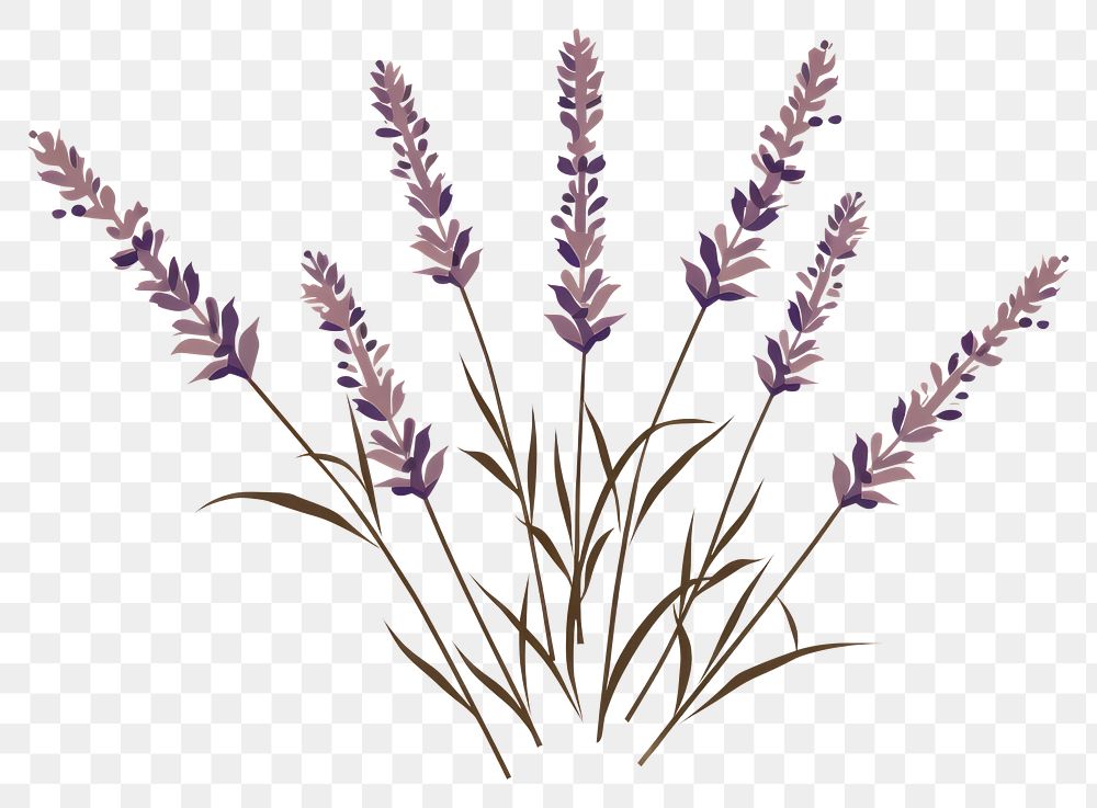 PNG  Lavender flower plant grass. AI generated Image by rawpixel.