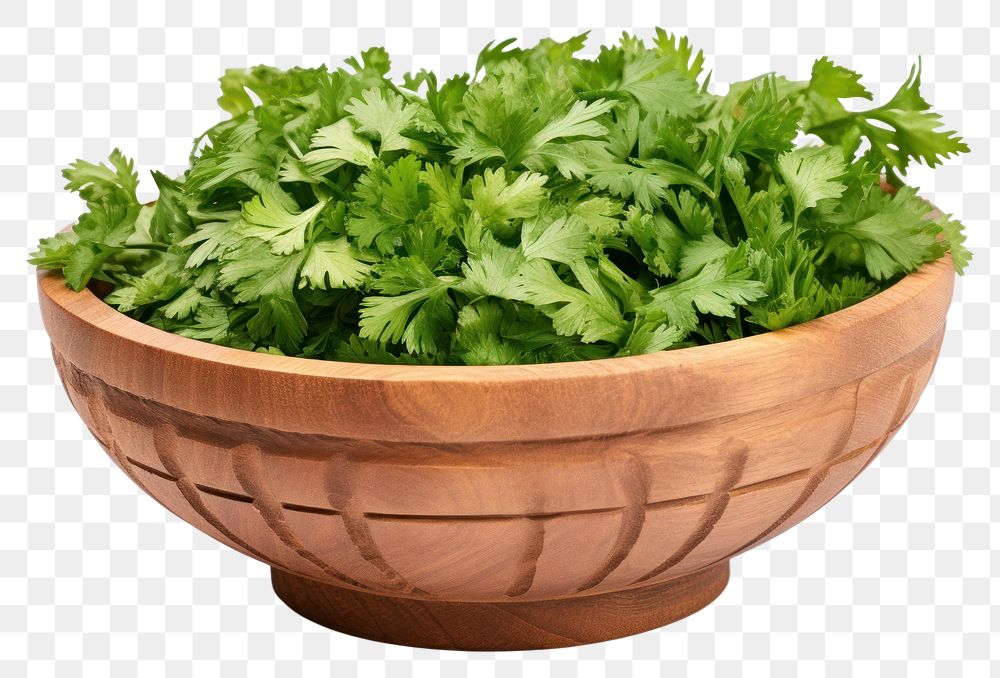 PNG Chopped curly parsley plant herbs food. AI generated Image by rawpixel.