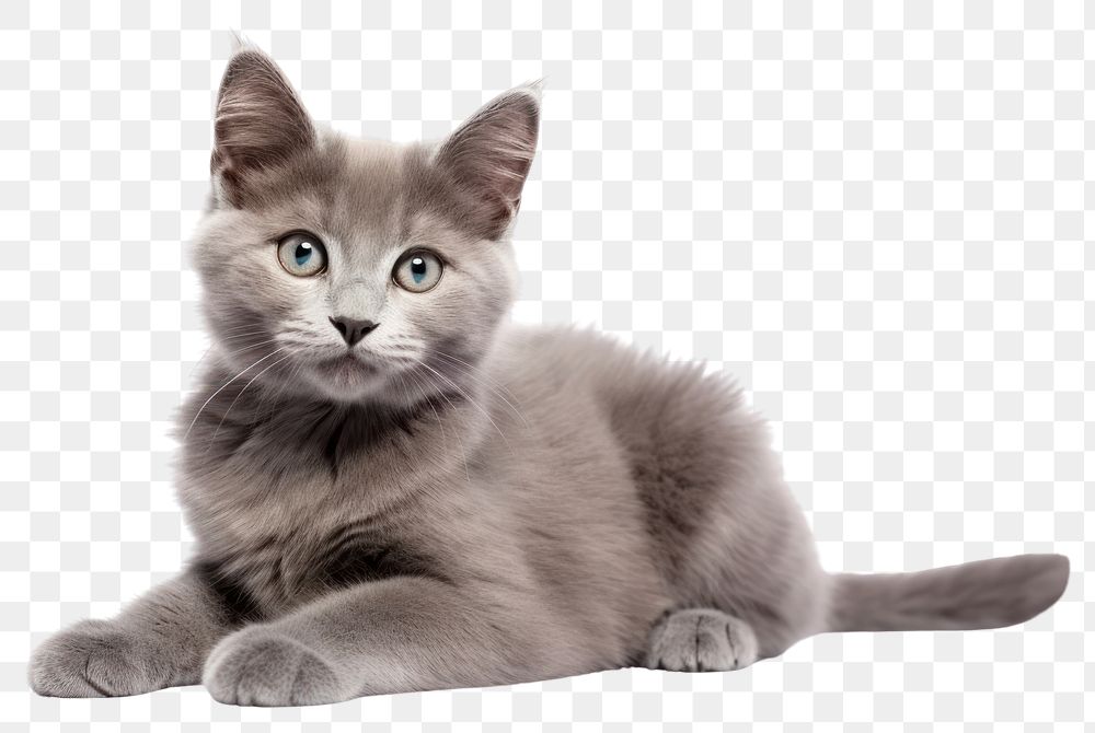 PNG Kitten mammal animal gray. AI generated Image by rawpixel.