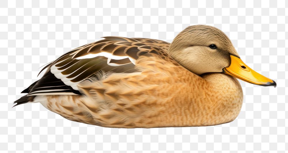 PNG Mallard duck mallard animal bird. AI generated Image by rawpixel.