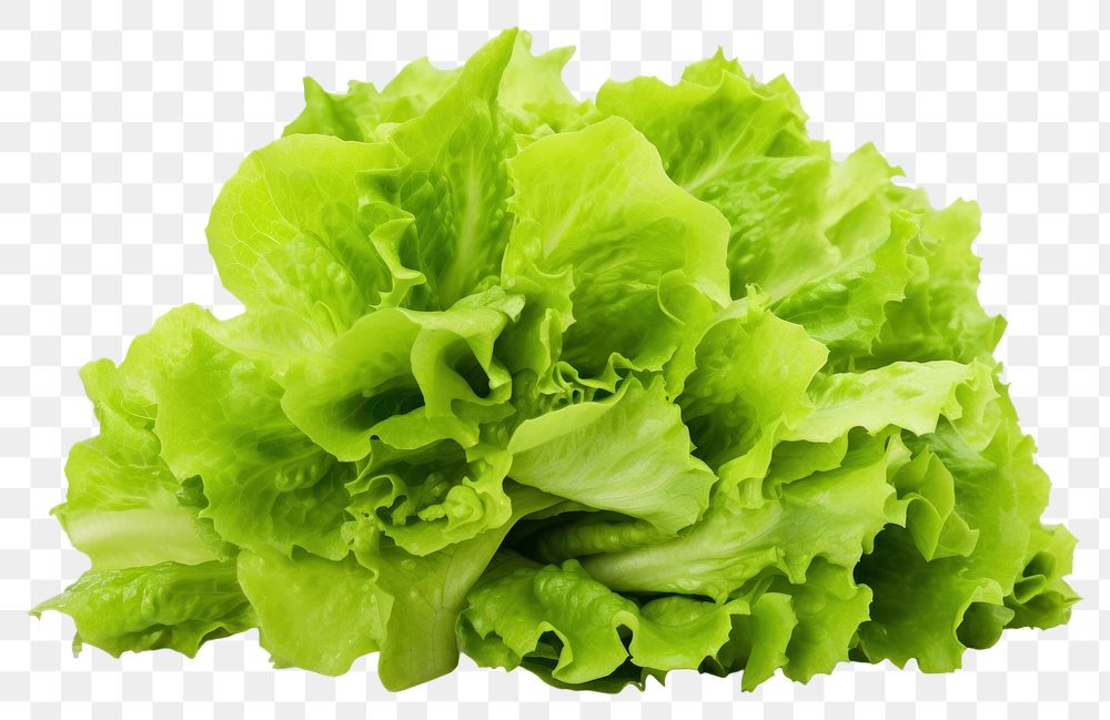PNG Lettuce vegetable salad plant. AI generated Image by rawpixel.