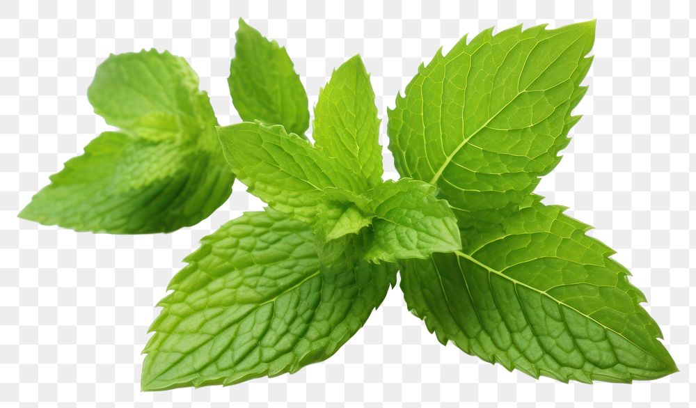 PNG Mint leaf plant herbs mint. AI generated Image by rawpixel.