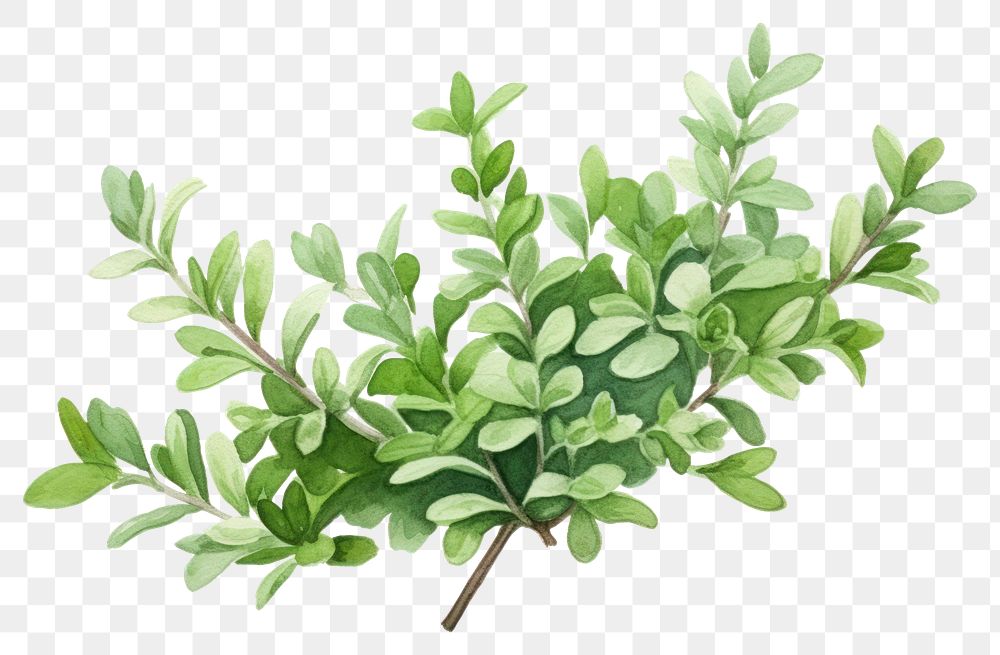 PNG Thyme plant herbs leaf. 