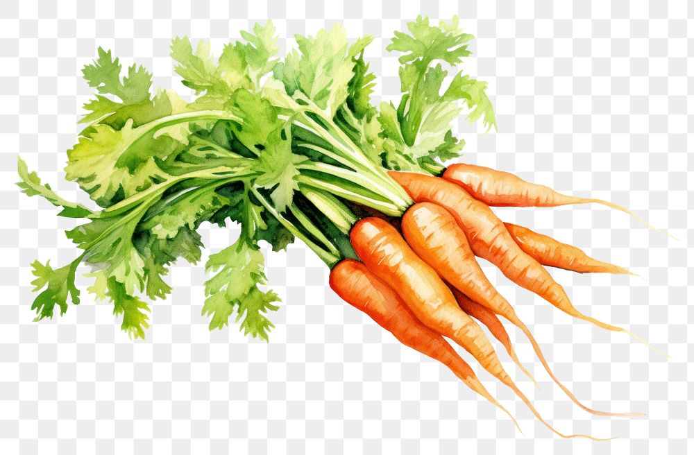 PNG Carrot vegetable plant bunch. 