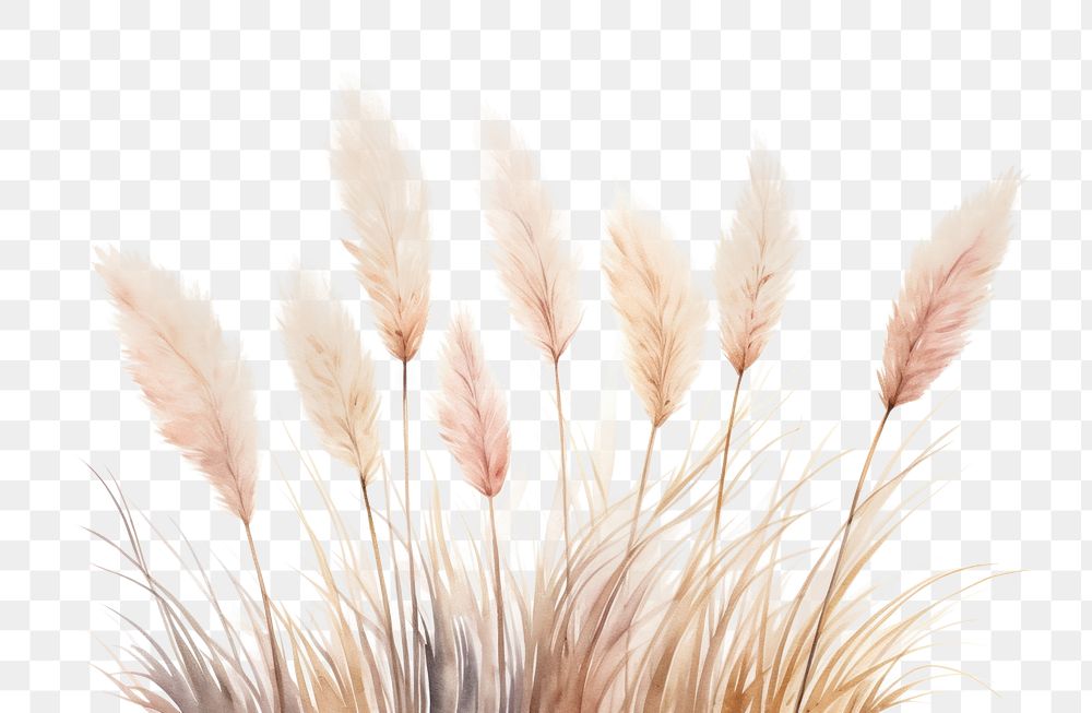 PNG Pampas grass bushes plant white background fragility