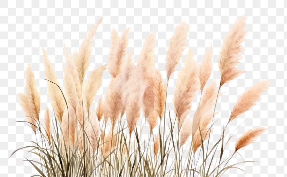 PNG Pampas grass bushes plant white background vegetation