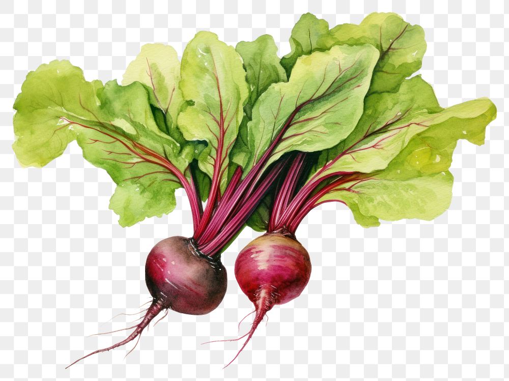 PNG Beetroot vegetable plant food. AI generated Image by rawpixel.
