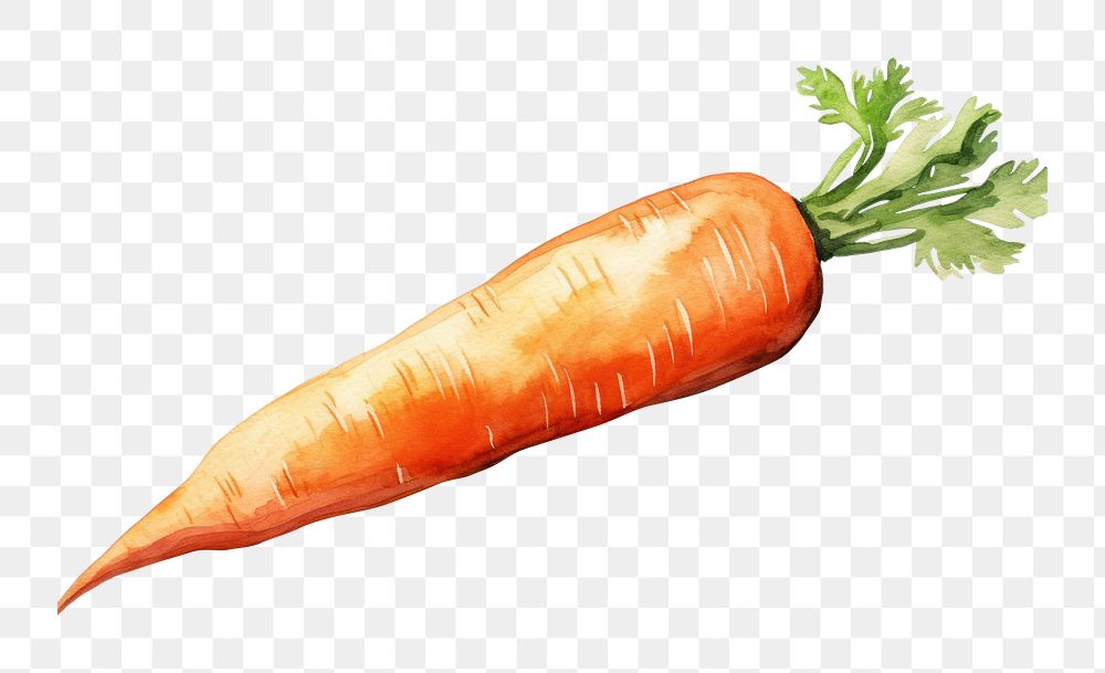 PNG Carrot vegetable food white background. AI generated Image by rawpixel.