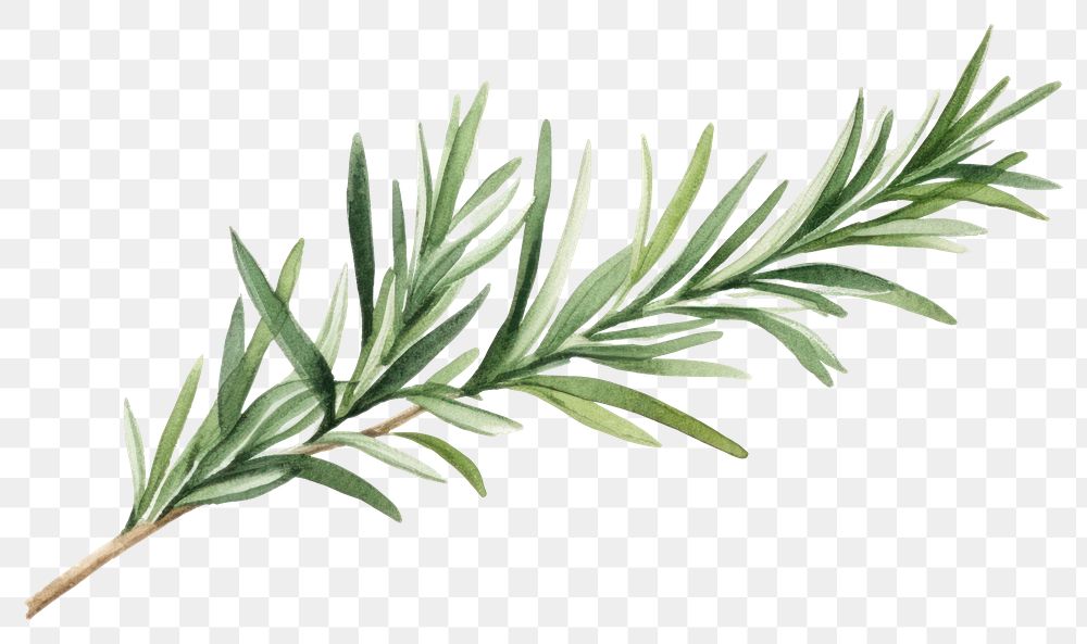 PNG Rosemary plant herbs leaf. AI generated Image by rawpixel.