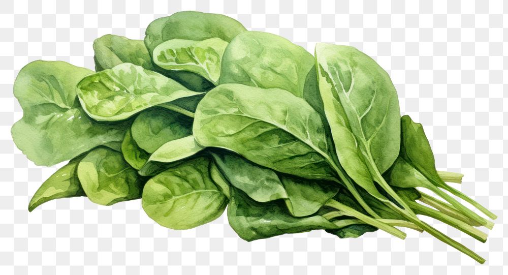PNG Spinach vegetable plant food. AI generated Image by rawpixel.