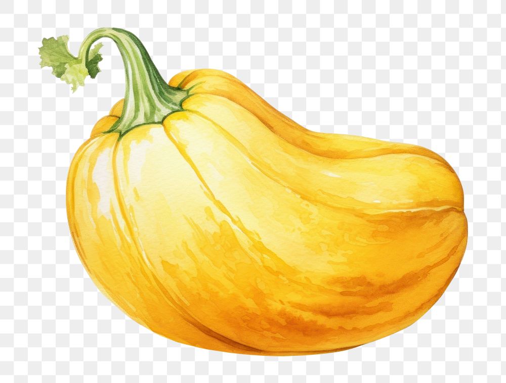 PNG Squash vegetable pumpkin plant. AI generated Image by rawpixel.