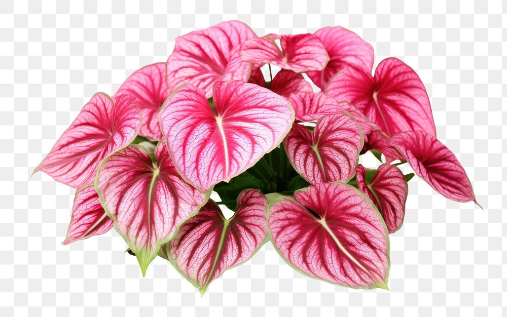 PNG Caladium flower plant leaf. AI generated Image by rawpixel.