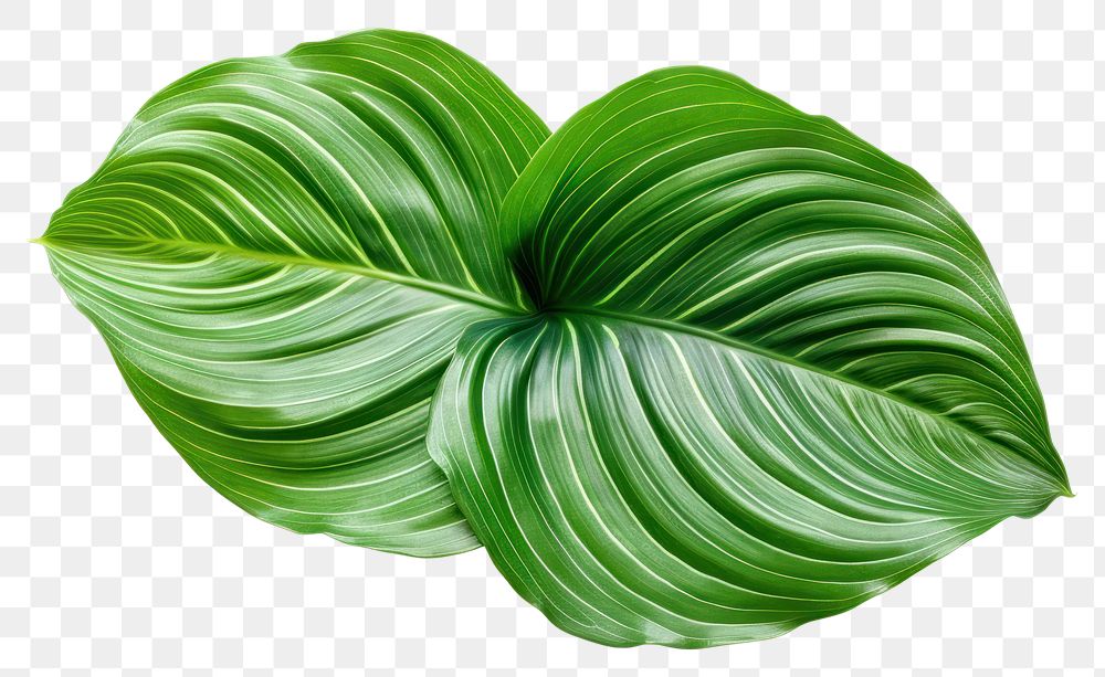 PNG Calathea leave plant green leaf. AI generated Image by rawpixel.