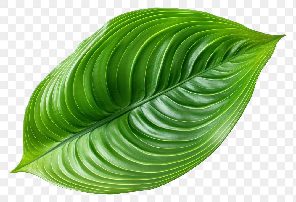 PNG Calathea leave plant leaf white background. AI generated Image by rawpixel.