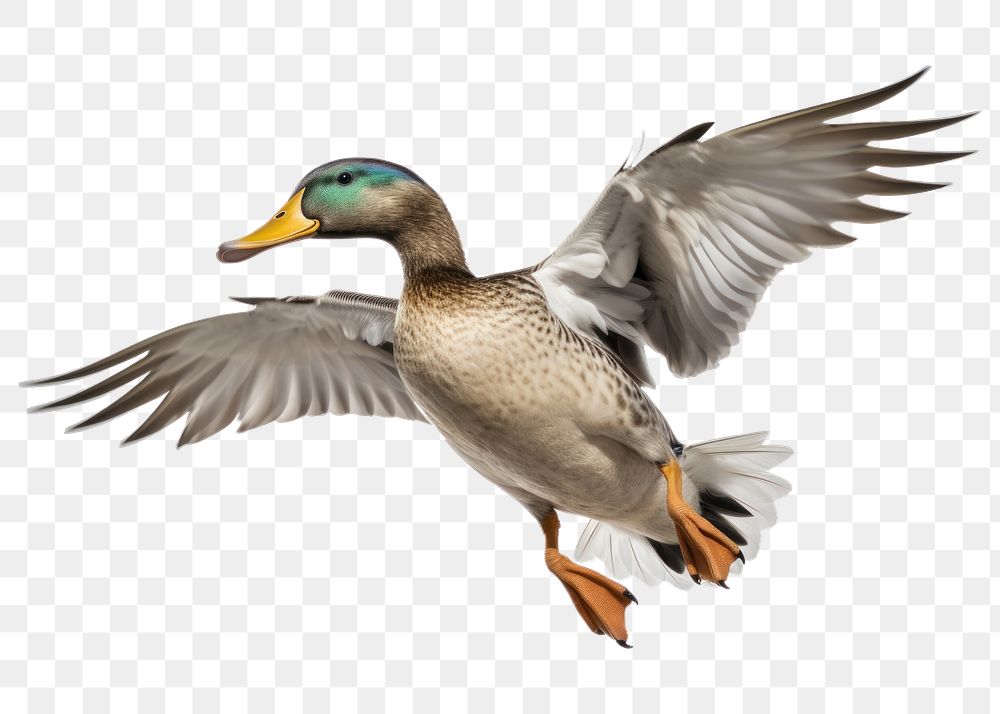 PNG Duck animal flying bird. AI generated Image by rawpixel.