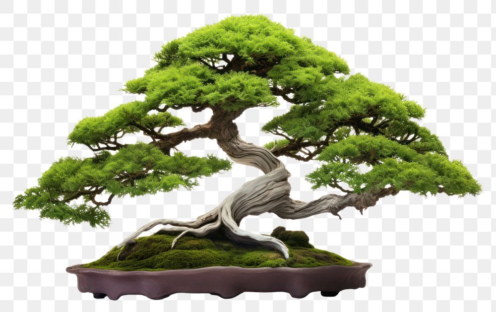 PNG Bonsai tree plant white background. AI generated Image by rawpixel.