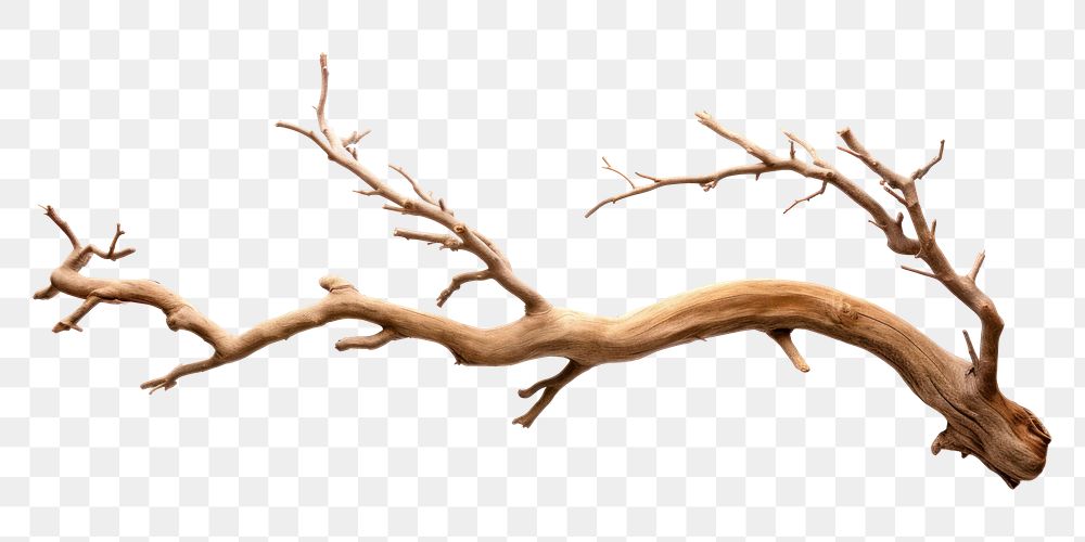 PNG  Bark tree driftwood branch antler
