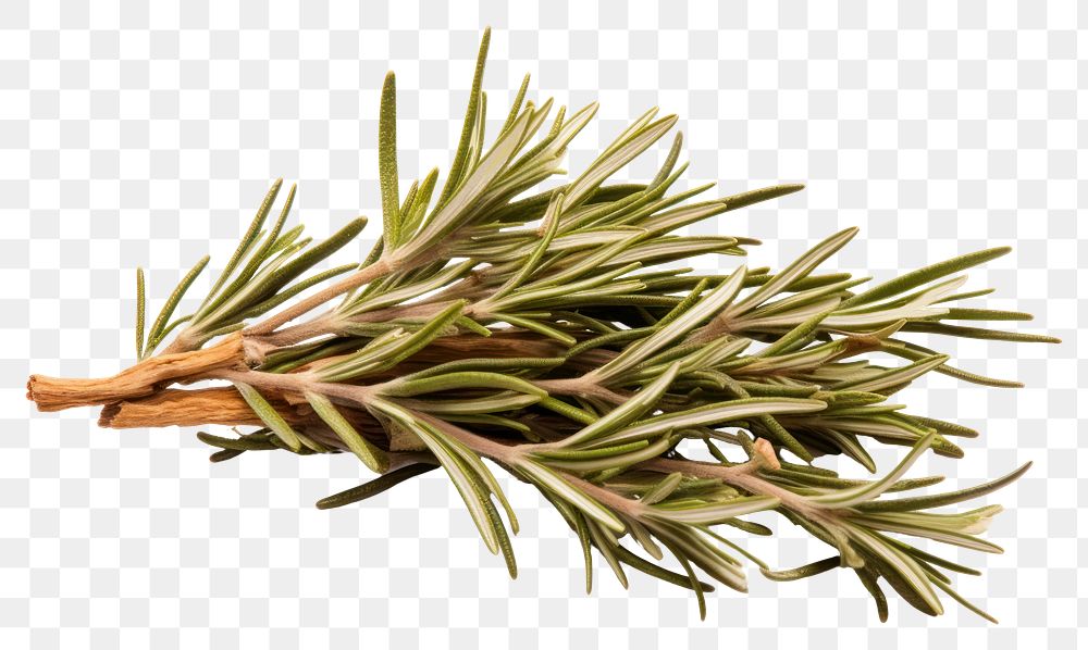 PNG Dried rosemary plant herbs white background. AI generated Image by rawpixel.