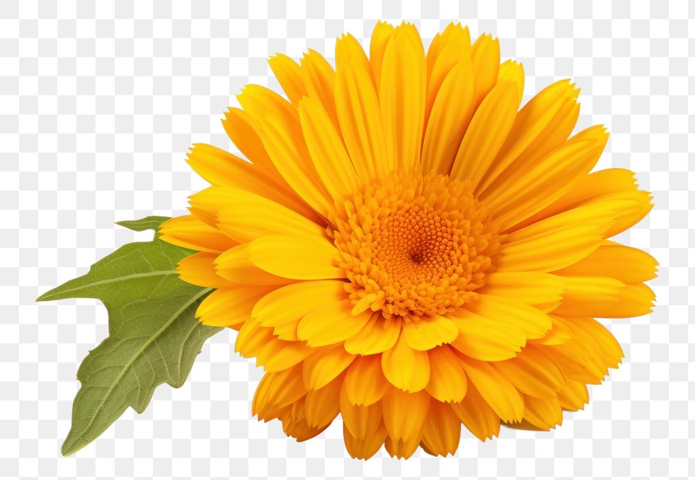 PNG Calendula sunflower petal plant. AI generated Image by rawpixel.