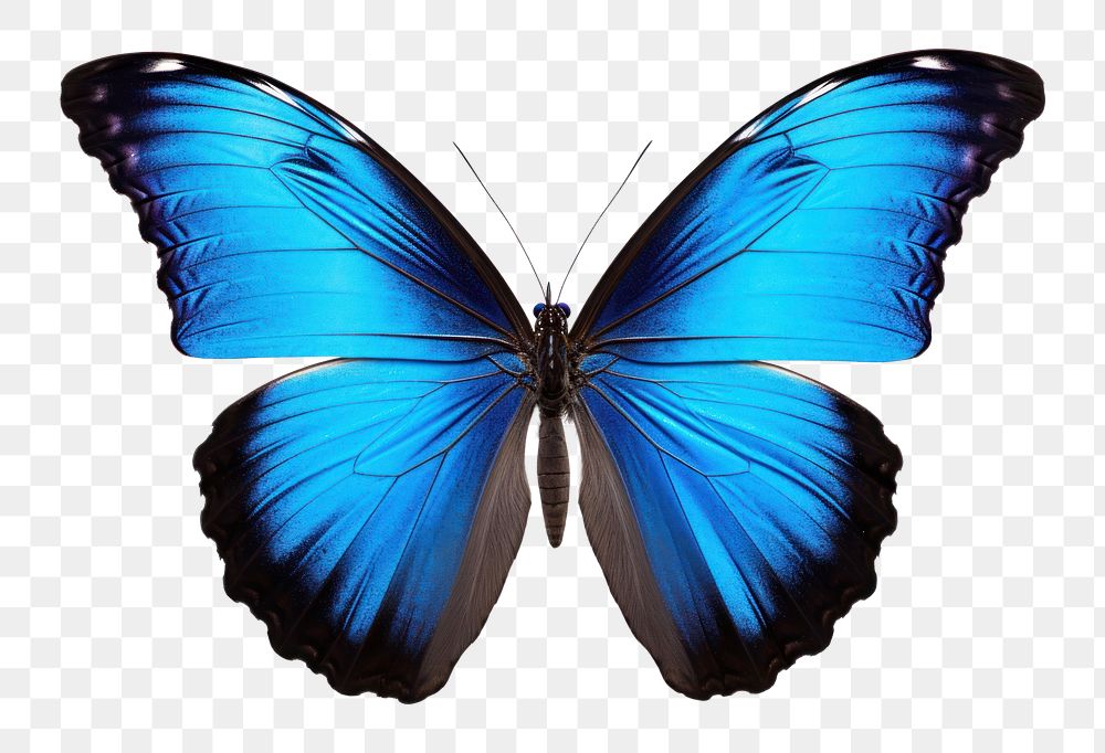 PNG Emperor butterfly animal insect blue. AI generated Image by rawpixel.