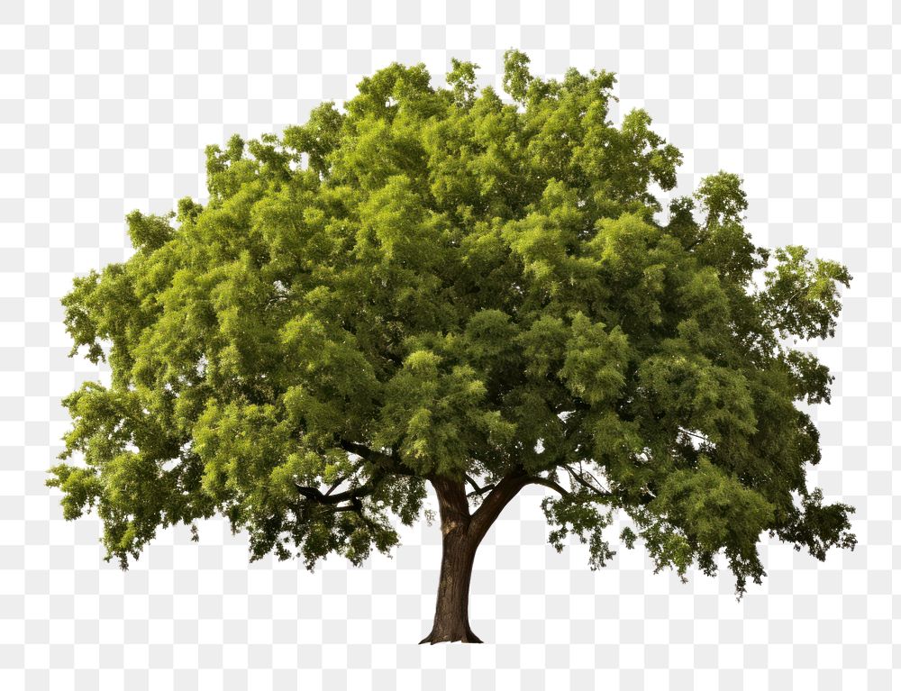 PNG Quercus rotundifolia tree plant white background. AI generated Image by rawpixel.