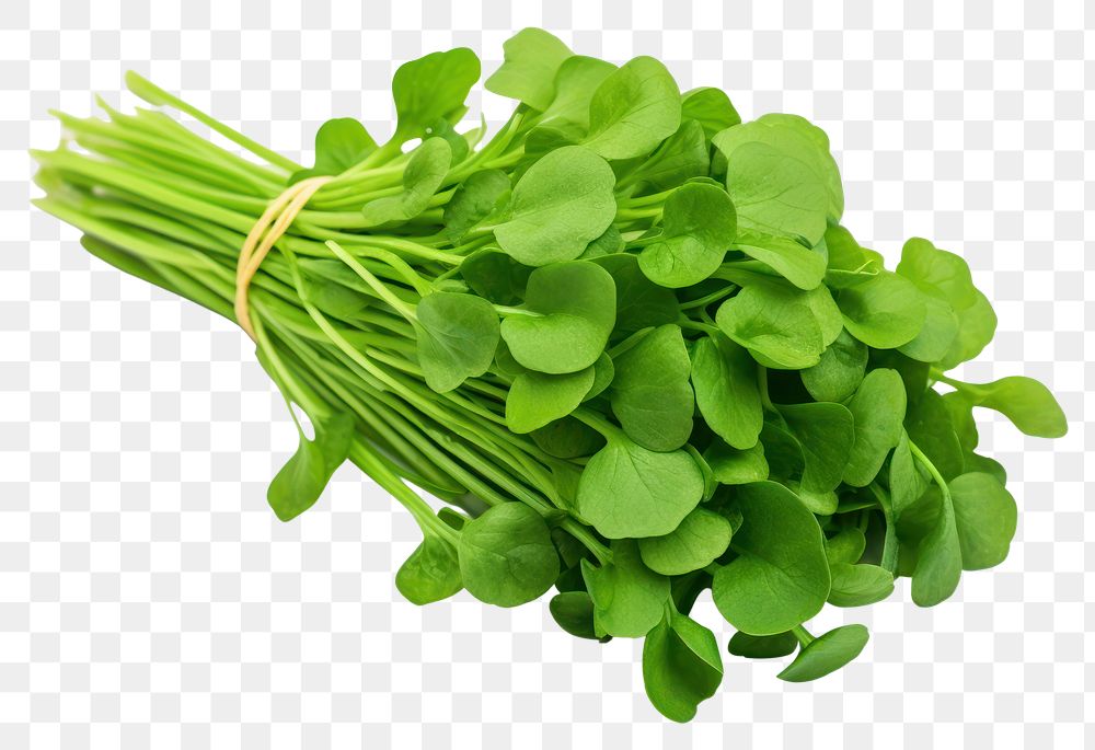 PNG Watercress vegetable plant food. AI generated Image by rawpixel.