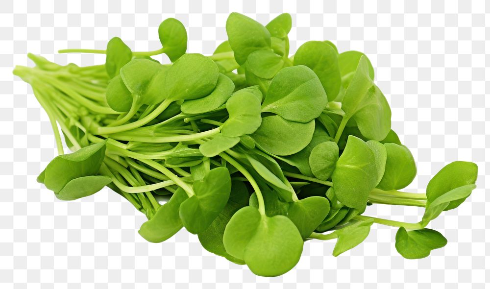 PNG Watercress vegetable plant herbs. AI generated Image by rawpixel.
