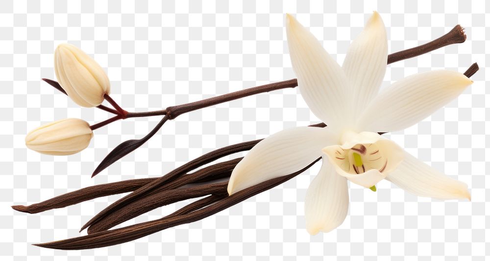 PNG Vanilla Orchid Flower flower orchid petal. AI generated Image by rawpixel.