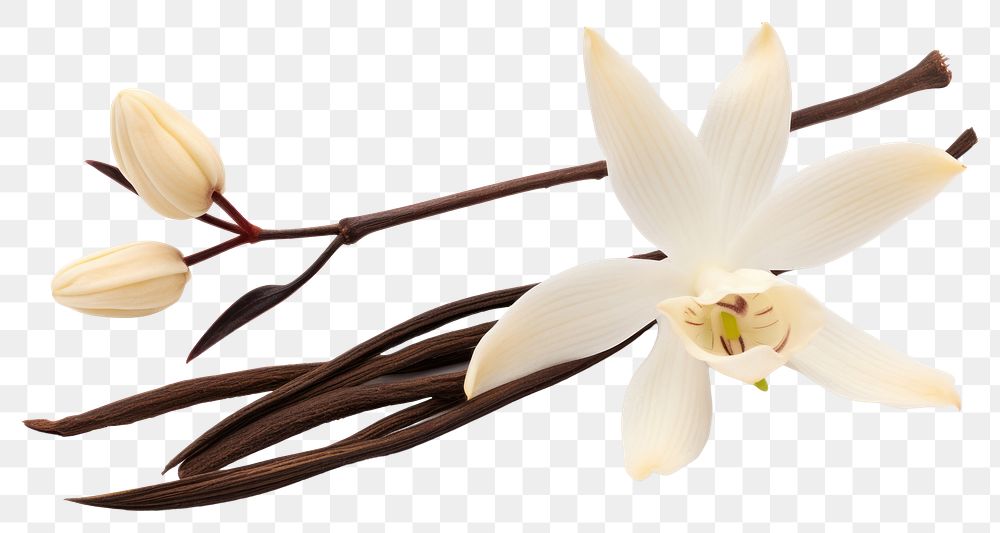 PNG Vanilla Orchid Flower flower orchid petal. 