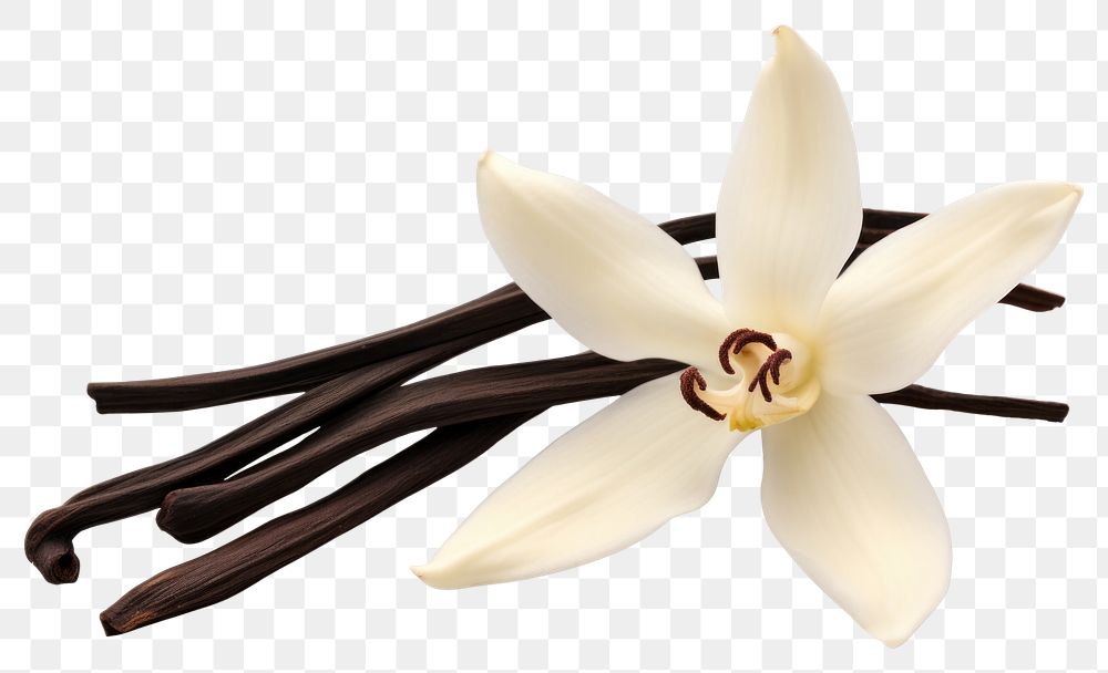 PNG Dried Vanilla pod flower orchid petal