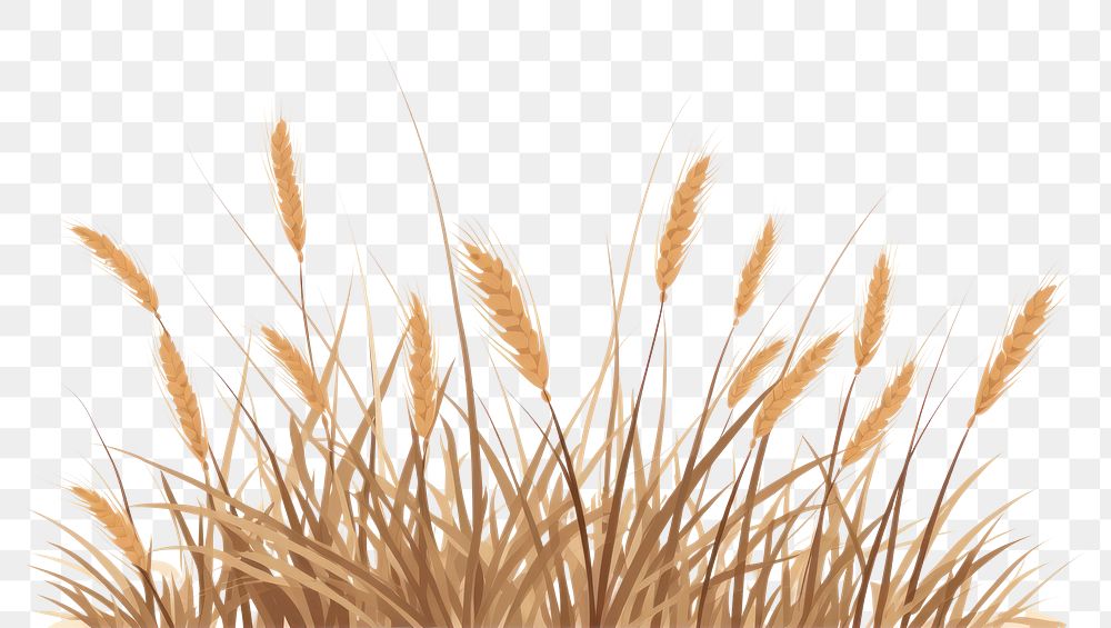 PNG A dry Grass grass plant wheat. AI generated Image by rawpixel.