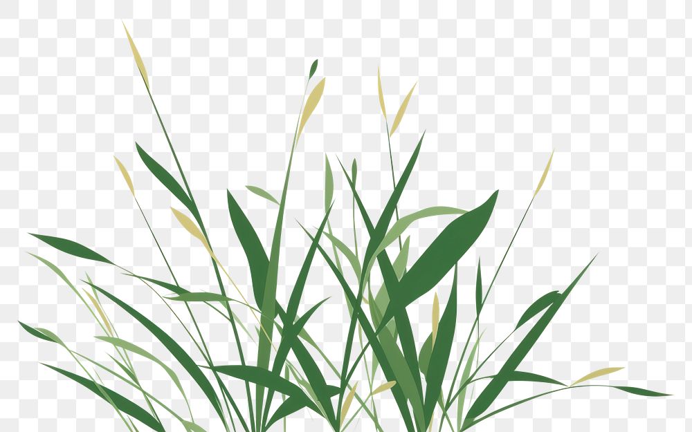 PNG A Grass grass backgrounds plant. 