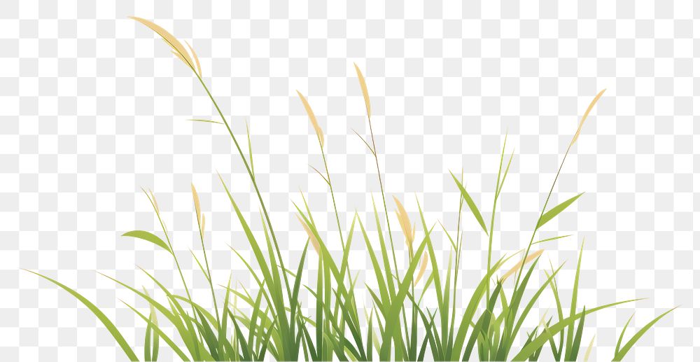 PNG A Grass grass plant lawn. AI generated Image by rawpixel.