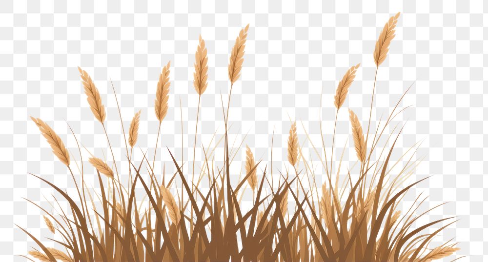 PNG A dry Grass grass plant wheat. AI generated Image by rawpixel.
