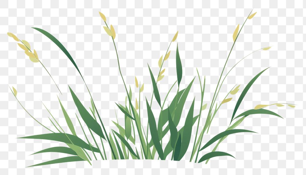 PNG A Grass grass plant green. AI generated Image by rawpixel.