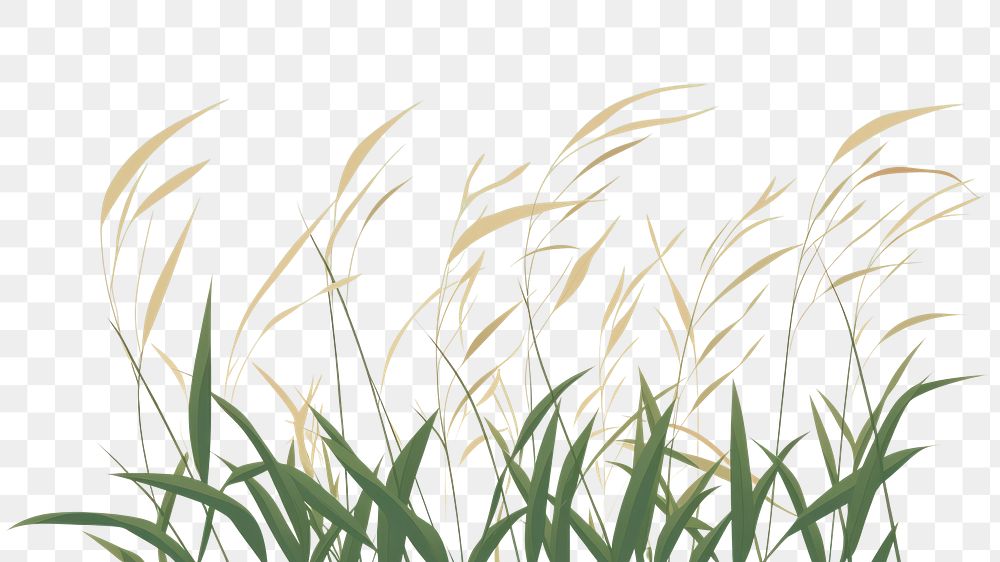 PNG A Grass grass backgrounds plant. AI generated Image by rawpixel.