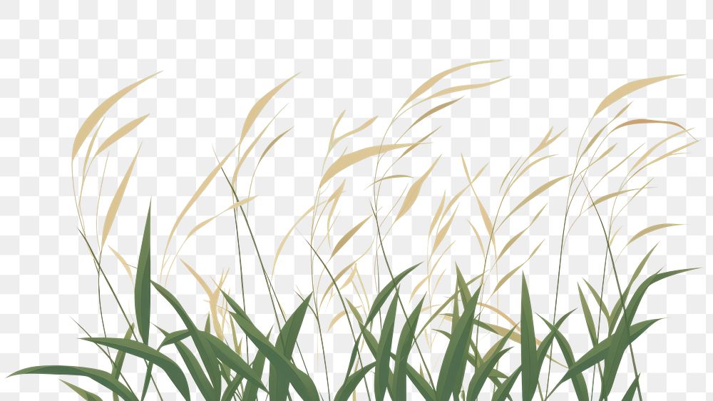 PNG A Grass grass backgrounds plant. 