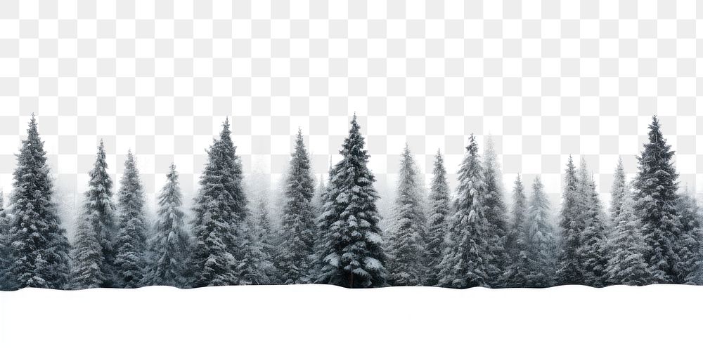 PNG Tree snow outdoors woodland